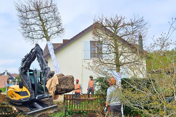 1.5 t schwere Linden